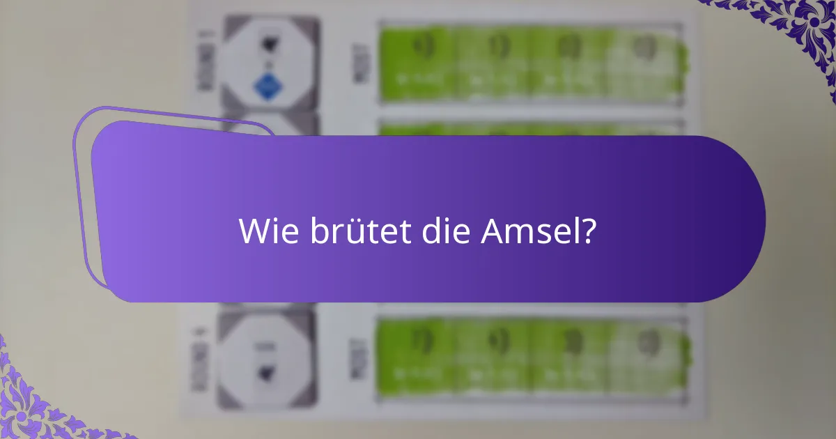Wie brütet die Amsel?