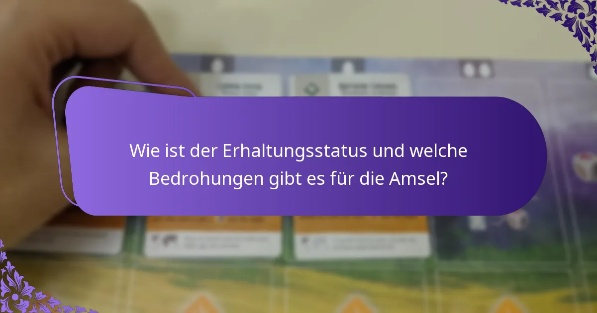 Wie ist der Erhaltungsstatus und welche Bedrohungen gibt es für die Amsel?